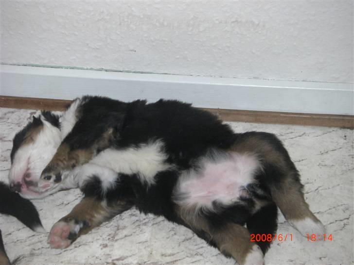 Berner sennenhund Nala - Jeg er meget Træt.. billede 9