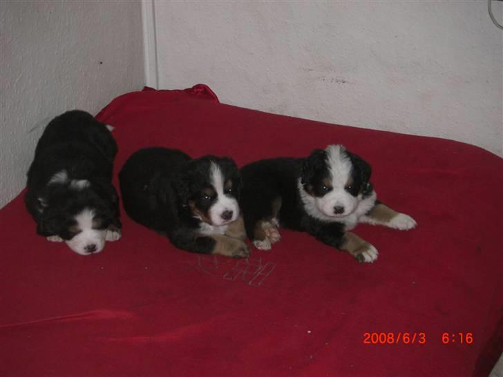 Berner sennenhund Nala - Mig, Ricco Og Barney billede 10