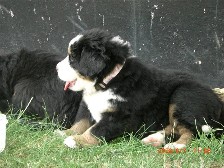 Berner sennenhund Nala - Mig ude og nyde sommeren.. (Ricco Bagved) billede 11