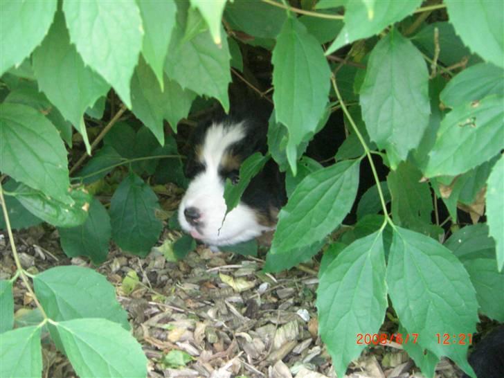 Berner sennenhund Nala - Ahhh, skygge.. Sys nu at grøn klær mig.. hehe billede 12