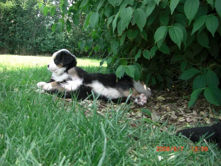 Berner sennenhund Nala - Det er varmt..  billede 13