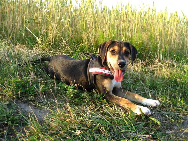 Blanding af racer Nuser billede 13