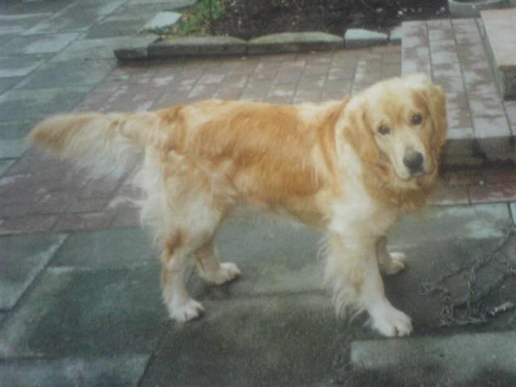 Golden retriever Olympus R.I.P <3 - Lympus da han var yngere (Taget fra at billede, derfor er det utydeligt) billede 15