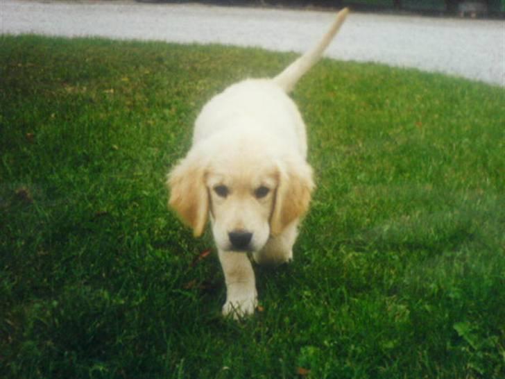 Golden retriever Olympus R.I.P <3 - Var han ikke bare dejlig som hvalp.. ?? (Taget fra at billede, derfor er det utydeligt) billede 16