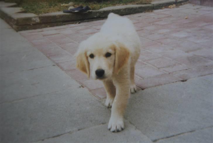 Golden retriever Olympus R.I.P <3 - Min dejlige skat, da han var hvalp<3 billede 18