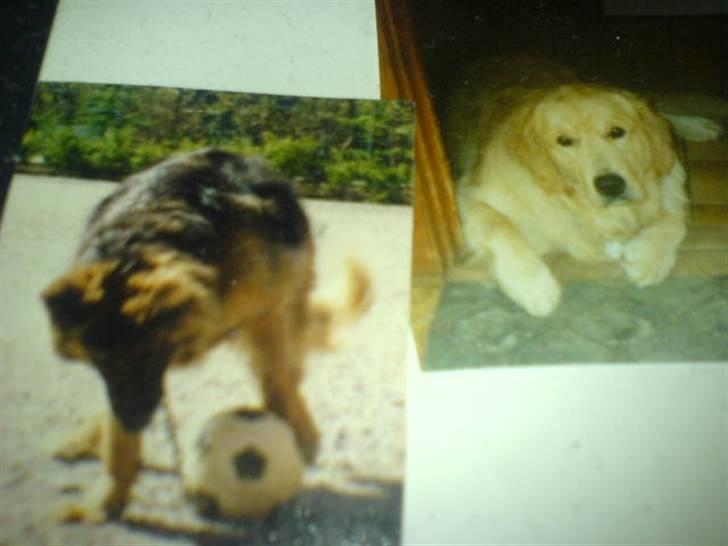 Golden retriever Olympus R.I.P <3 - Lympus & Faun  billede 19