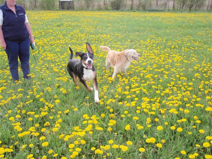 Grosser schweizer sennenhund Vitus - Vitus leger med Smilla, Vitus 9 måneder billede 17