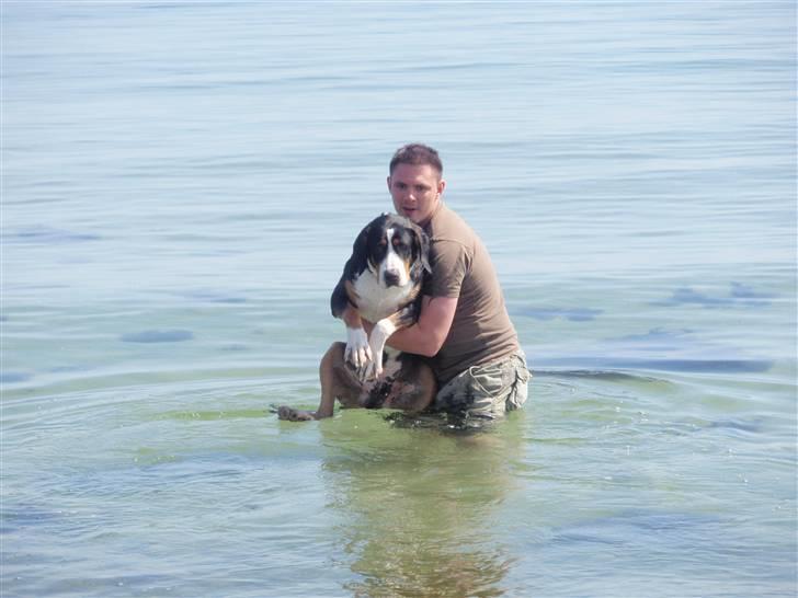 Grosser schweizer sennenhund Vitus - Vitus lærer at svømme, Vitus 9 måneder billede 18