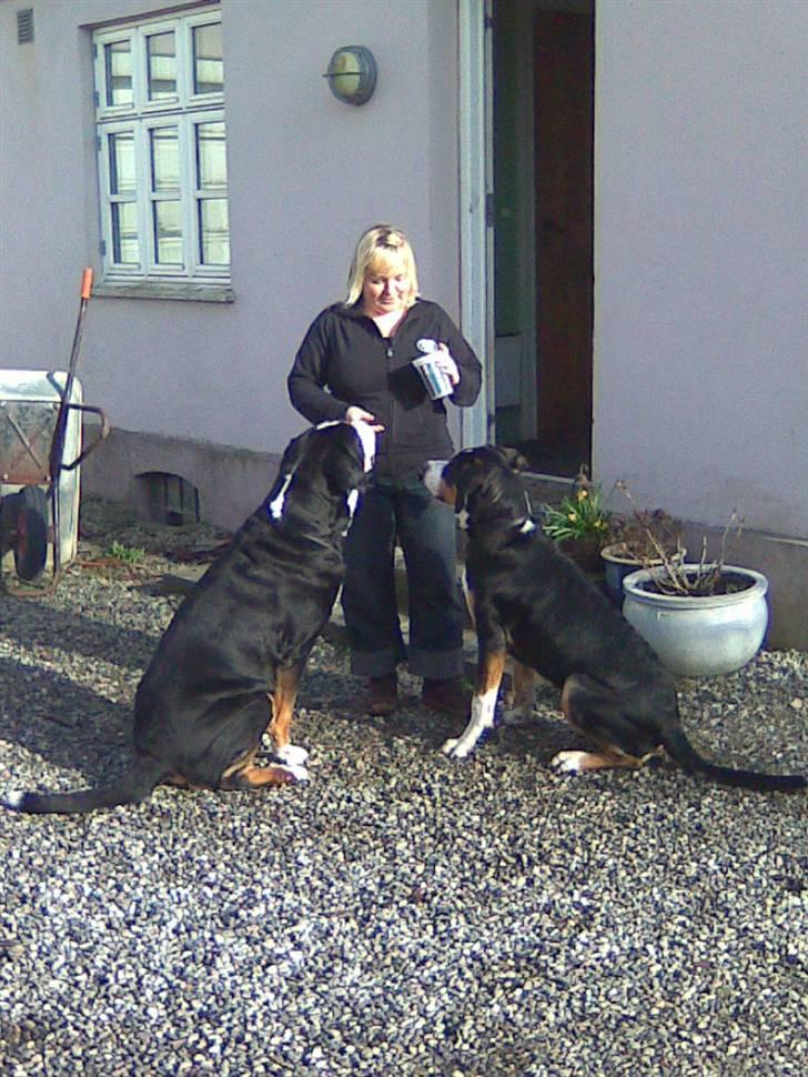 Grosser schweizer sennenhund Vitus - Vitus møder Samson, Vitus 7 måneder billede 19