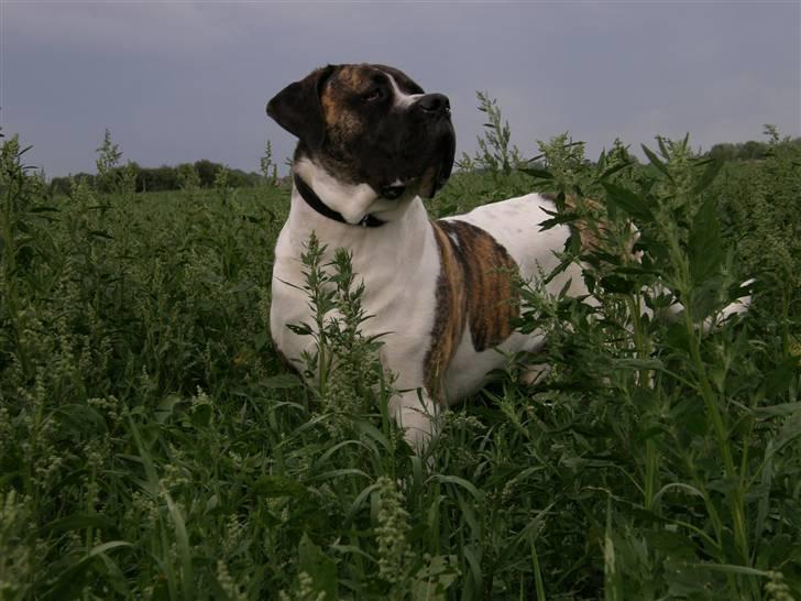 Mastiff Balder R.I.P 2011 billede 16