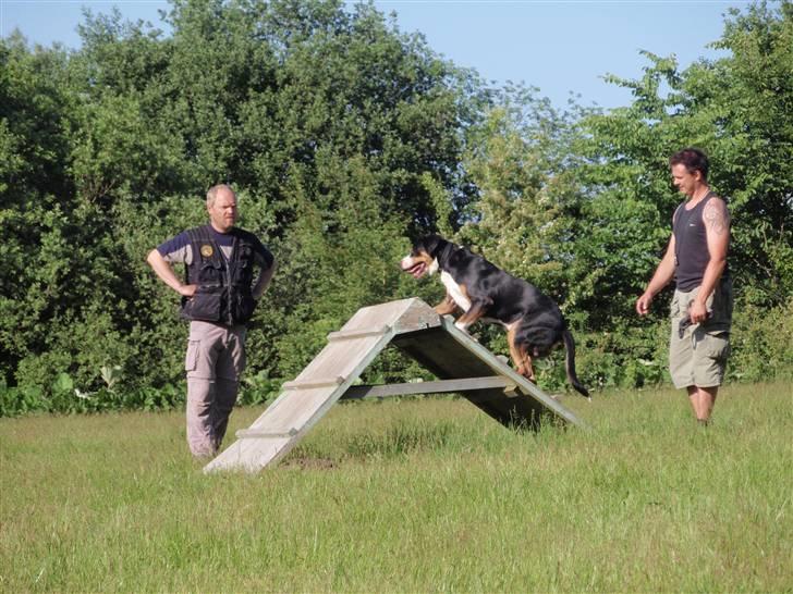 Grosser schweizer sennenhund Vitus - Til hundetræning, Vitus 9 måneder billede 20