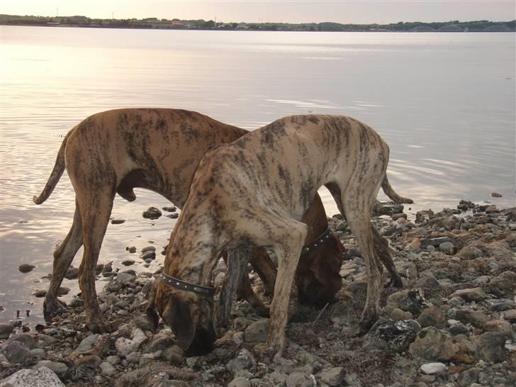 Grand danois Bianca - her står jeg lige med Tyson, min drenge ven.. billede 1