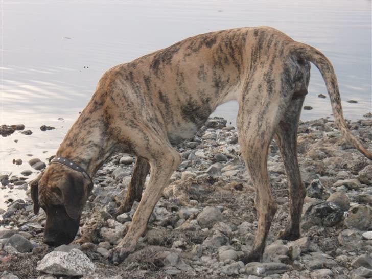 Grand danois Bianca - ER det bare en ganske almindelig sten?? billede 2