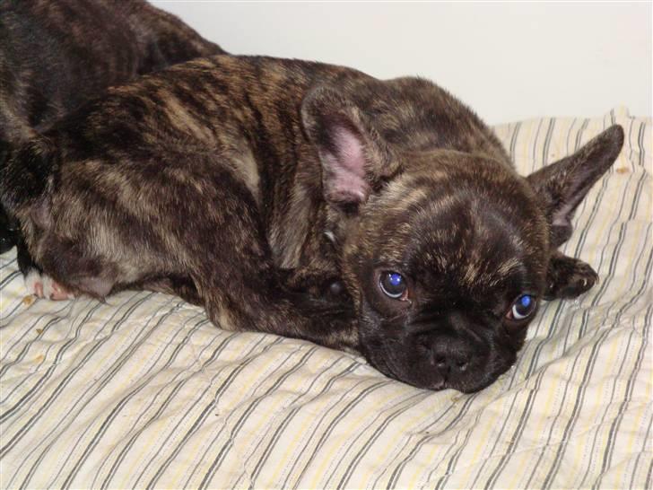 Fransk bulldog Bina R.I.P. uge 30 2008 - lille pige er 8 uger billede 1