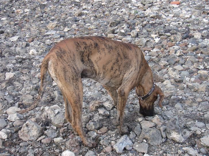 Grand danois Bianca - her har Tyson valgt at snige sig ind i billedet.. billede 3