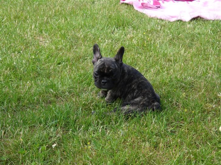 Fransk bulldog Bina R.I.P. uge 30 2008 billede 2