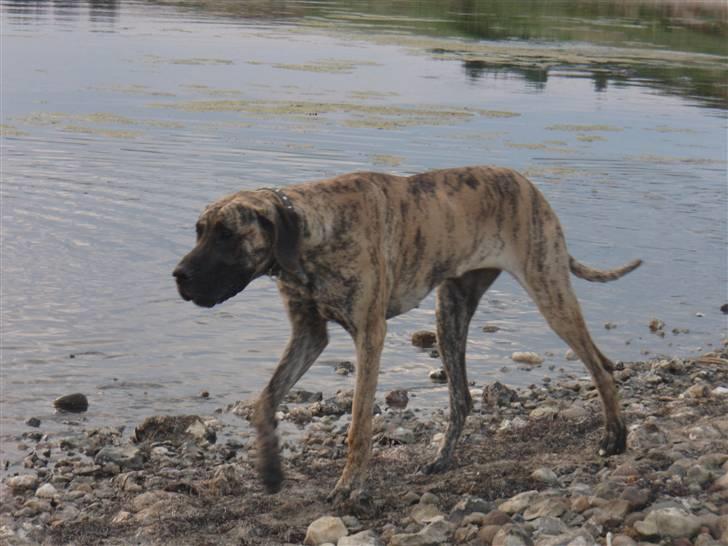 Grand danois Bianca - uff.... nok er vejret flot, men vandet er stadig lidt koldt... billede 4