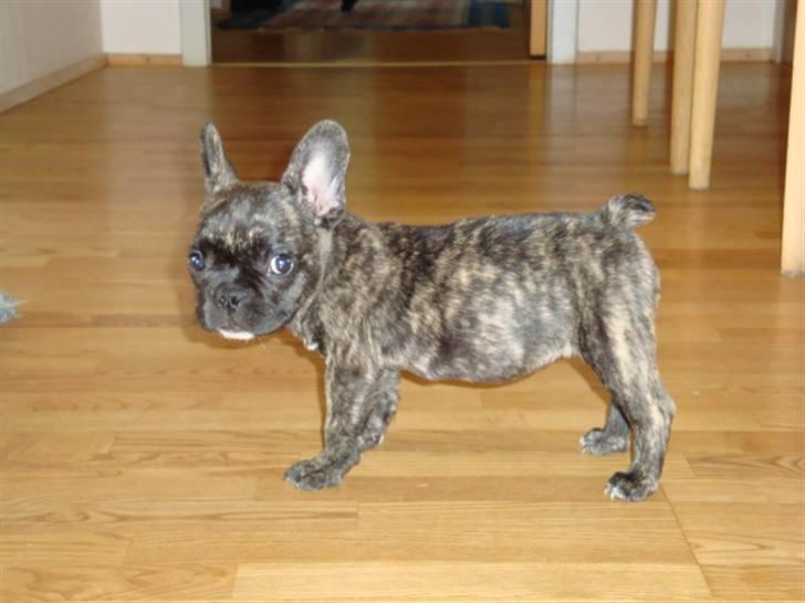 Fransk bulldog Bina R.I.P. uge 30 2008 billede 3