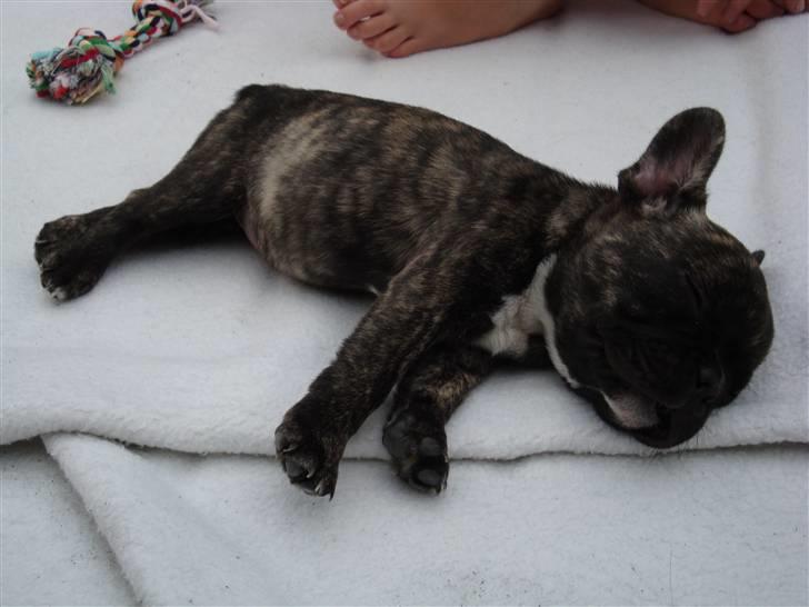 Fransk bulldog Bina R.I.P. uge 30 2008 billede 4