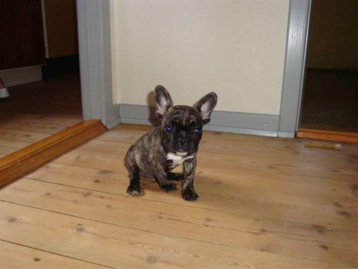 Fransk bulldog Bina R.I.P. uge 30 2008 billede 5