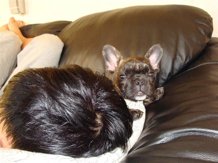 Fransk bulldog Bina R.I.P. uge 30 2008 billede 6