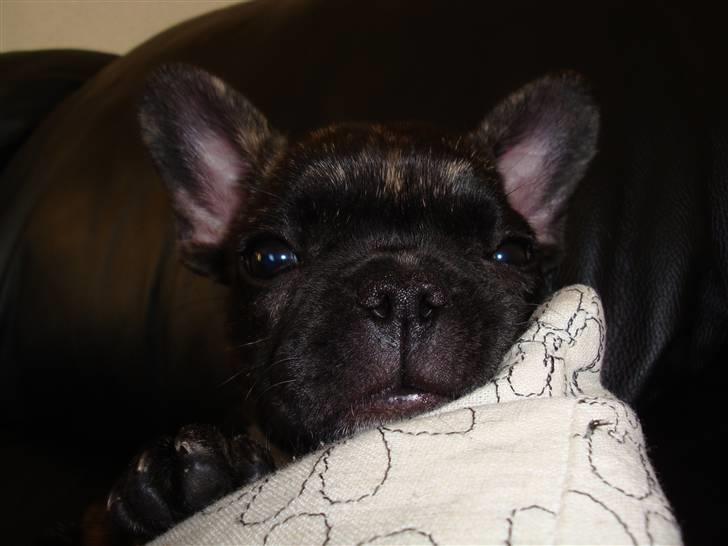 Fransk bulldog Bina R.I.P. uge 30 2008 billede 7