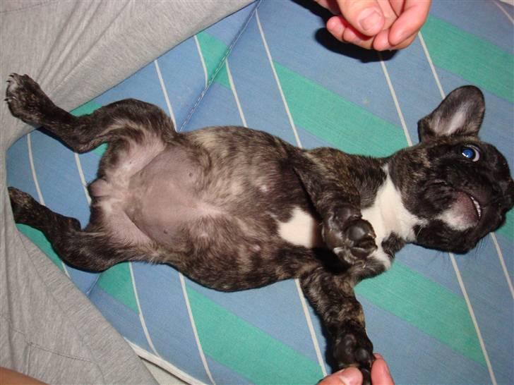 Fransk bulldog Bina R.I.P. uge 30 2008 billede 8