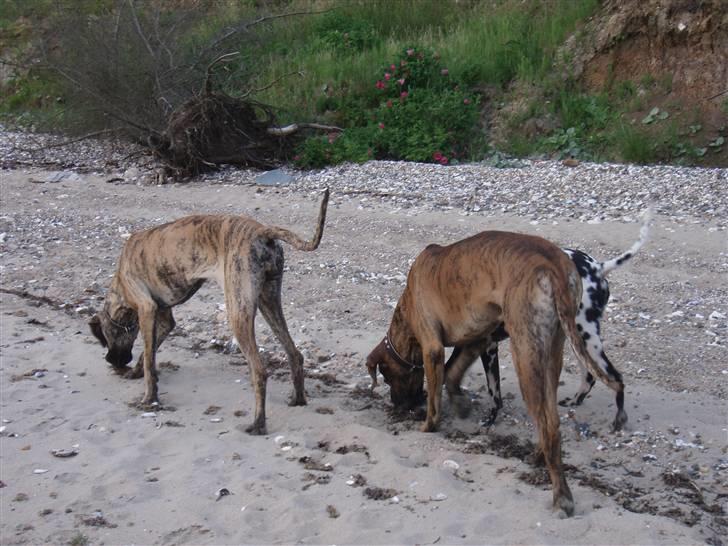 Grand danois Bianca - vi er enige om at der MÅ være noget lækkert i nærheden.. billede 5