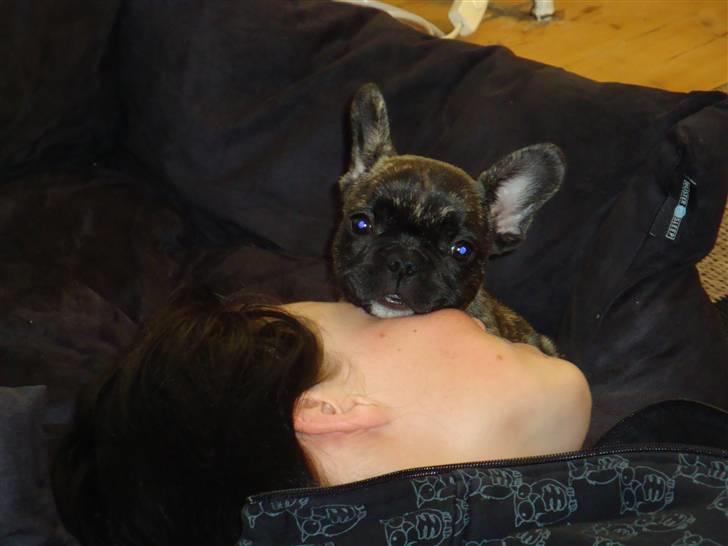 Fransk bulldog Bina R.I.P. uge 30 2008 billede 9