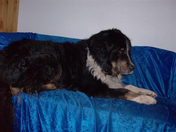 Blanding af racer Bolivar  billede 13