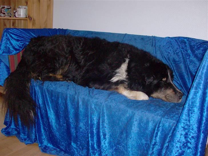 Blanding af racer Bolivar  billede 14