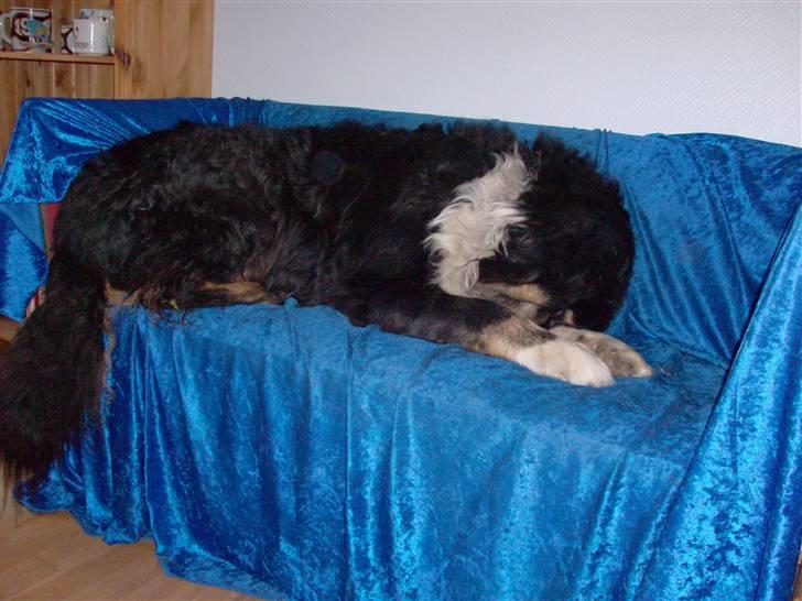 Blanding af racer Bolivar  billede 15