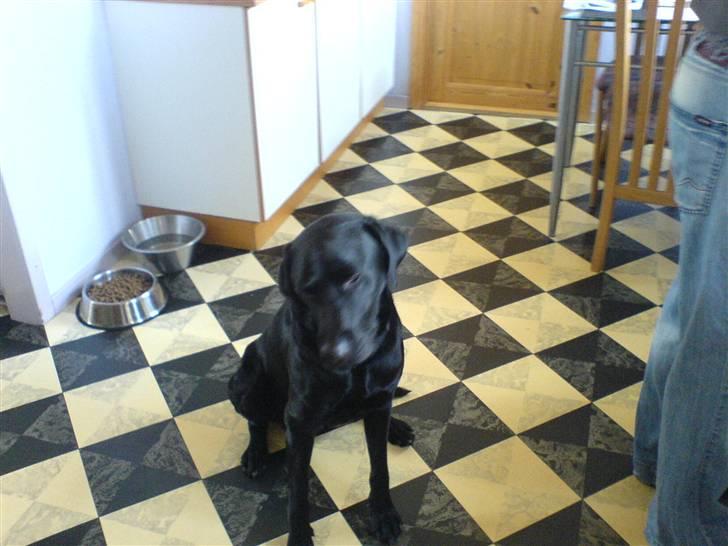 Labrador retriever napoleon billede 1