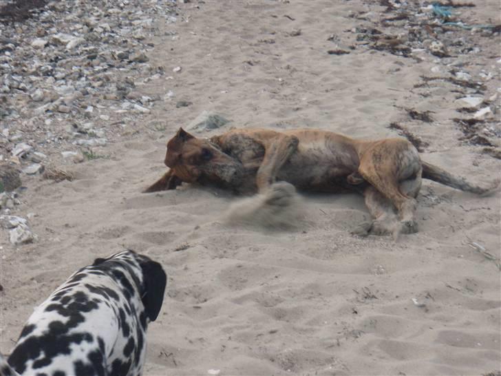 Grand danois Tyson - gider du ikke lege far? jamen så klarer jeg det bare selv! billede 10
