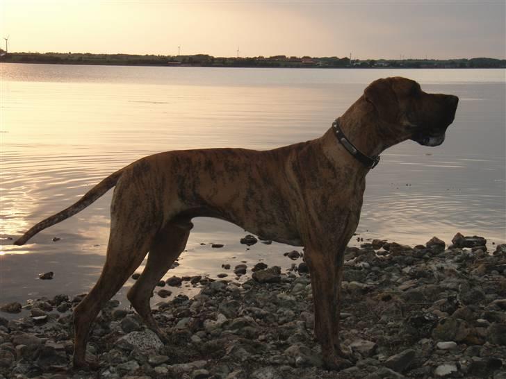 Grand danois Tyson - er jeg lækker sådan her? billede 11