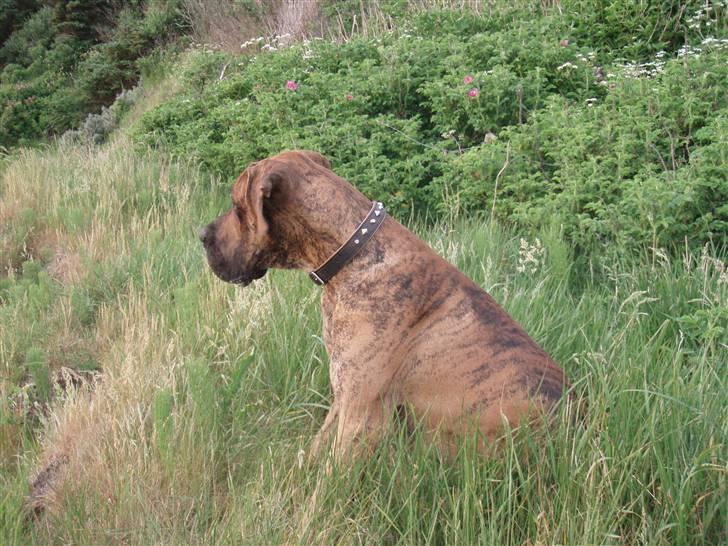 Grand danois Tyson - FAR! du har taget billeder af mig hele aftenen... jeg gider ikke mere.. billede 12