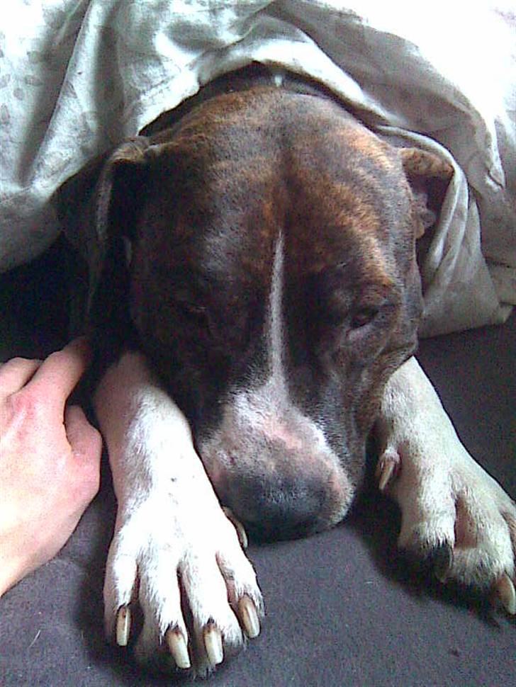 Amerikansk staffordshire terrier Chucky - "Skal jeg virkelig op nu ??" billede 1