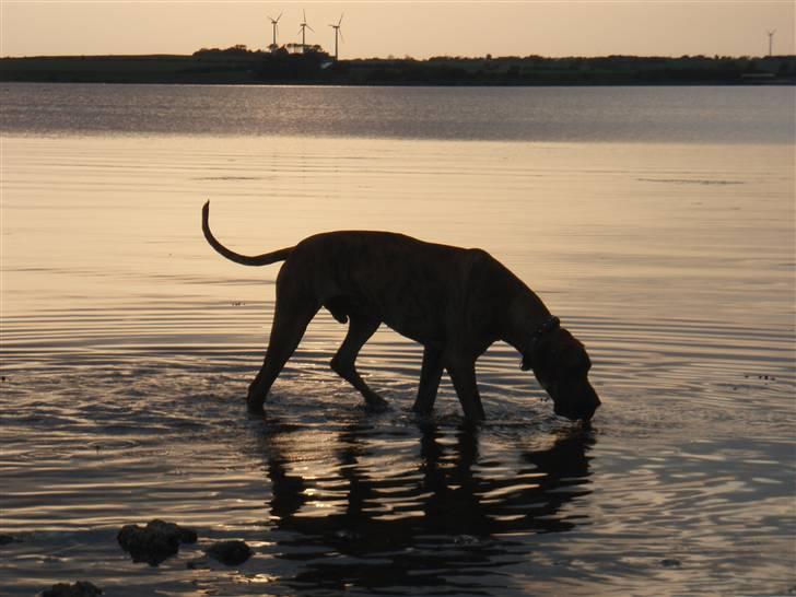 Grand danois Tyson - hvis jeg stiller mig sådan her, tager far helt sikkert et billede af mig, og putter det på nettet... billede 13