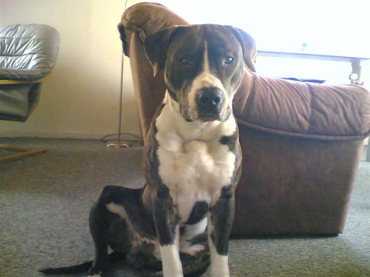 Amerikansk staffordshire terrier Chucky - "Her havde min far lige fået mig. Jeg var godt nok lille dengang." billede 2