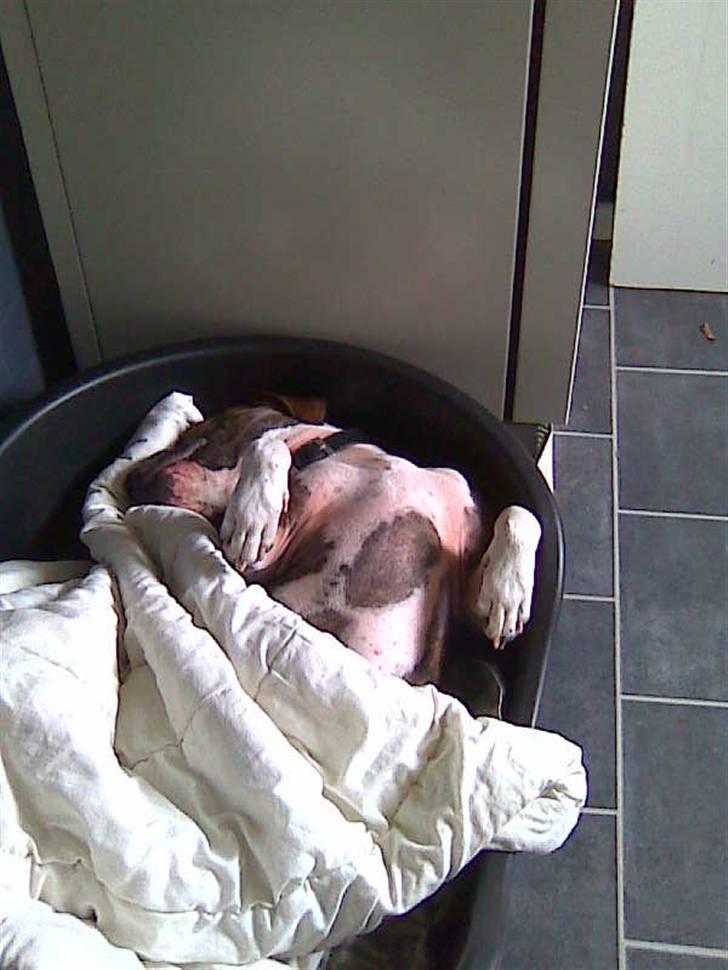 Amerikansk staffordshire terrier Chucky - "ZzZZzZZzzZ" billede 3