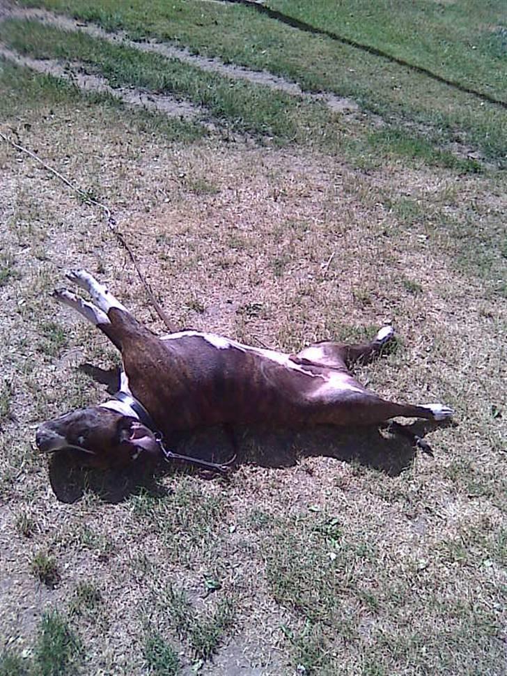 Amerikansk staffordshire terrier Chucky - "Det er altså det bedste at rulle i græsset." billede 4