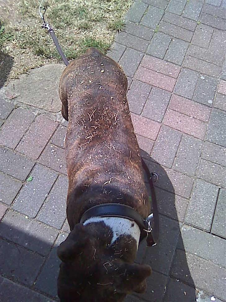 Amerikansk staffordshire terrier Chucky - "Man kan jo godt gå hen og blive lidt beskidt af alt det rulning." billede 5