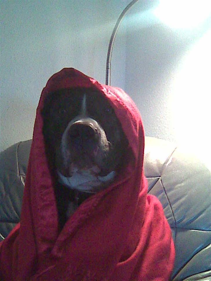 Amerikansk staffordshire terrier Chucky - "Hvad mener du med at jeg ligner Rødhætte ???" billede 6