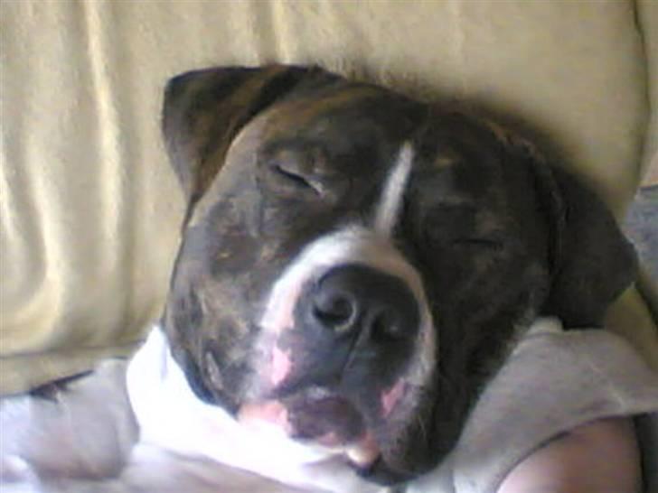 Amerikansk staffordshire terrier Chucky - "Efter en hård dag er der nu ikke noget som en god lur." billede 7