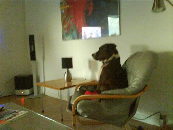 Amerikansk staffordshire terrier Chucky - "Jeg elsker at se "Mig og min hund" sammen med min far." billede 8