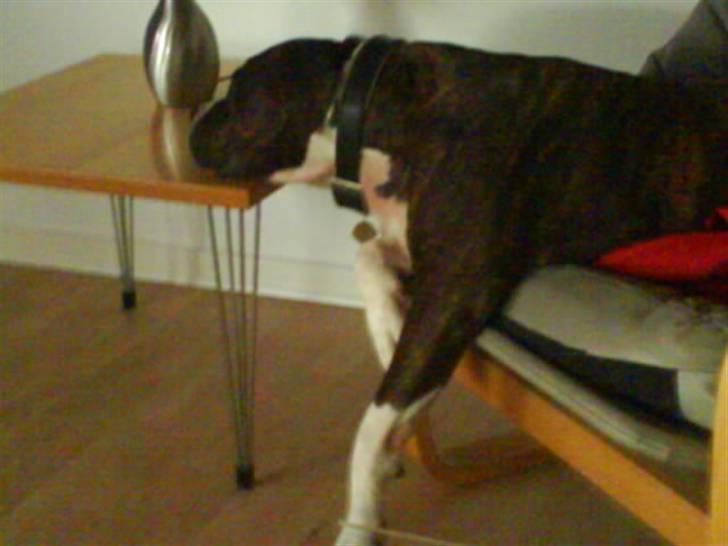 Amerikansk staffordshire terrier Chucky - "I reklamepauserne i tv kan man jo tage sig en lille skraber." billede 9