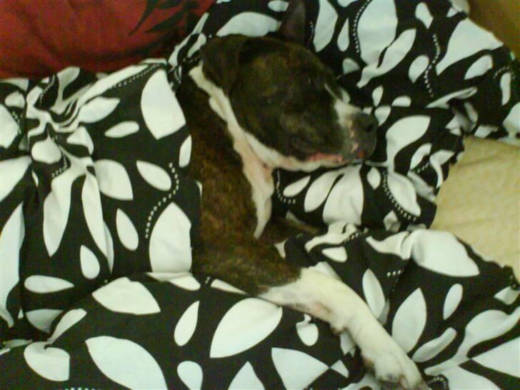 Amerikansk staffordshire terrier Chucky - "Far  blev godt nok lidt muggen da jeg havde taget hans plads." billede 10