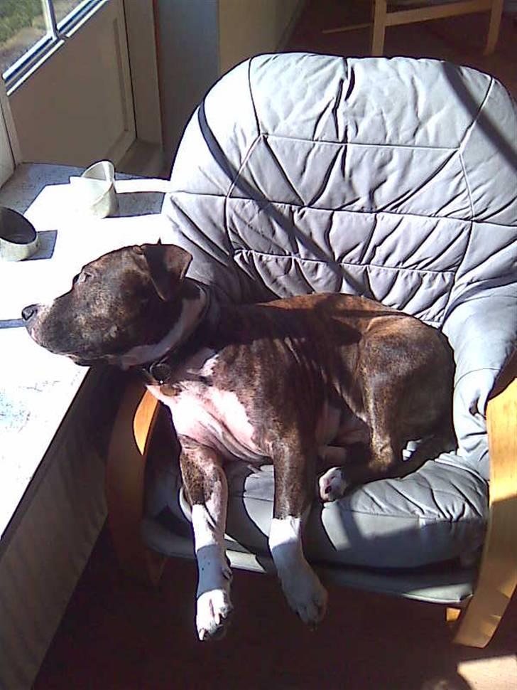 Amerikansk staffordshire terrier Chucky - "ZzZZzZZzzZ" billede 11