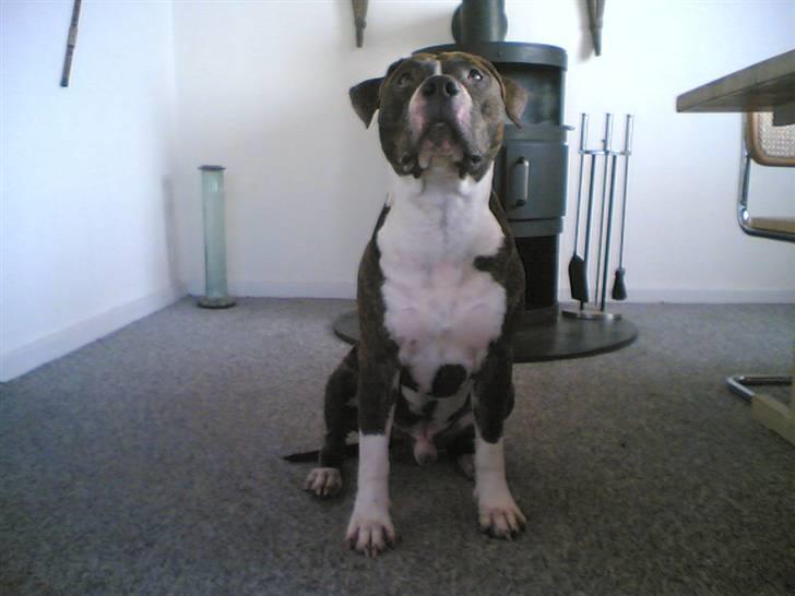 Amerikansk staffordshire terrier Chucky - "Her er jeg heller ikke ret gammel." billede 12