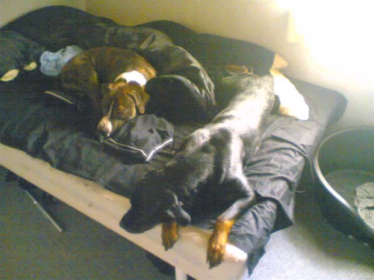 Amerikansk staffordshire terrier Chucky - "Det er mig og min gamle legekammerat Sisi." billede 13